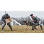 Brothers in Paws: A List of Military-Utilized Dog Breeds