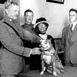 Sgt. Stubby Was ‘The Most Decorated Dog’ of the 20th Century