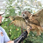 Marines Hire Falconer to Thwart Seagulls That Are Hazing Recruits at Boot Camp