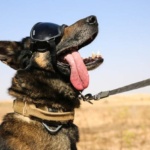 A Very Good Boy Named ‘The Dude’ Sniffs Out Bombs on Patrol with US Troops