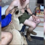 A Marine May Have Brought a Wild Cougar Back to His Barracks